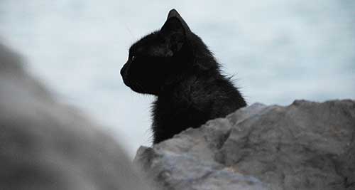 Nombres de gatos negros machos