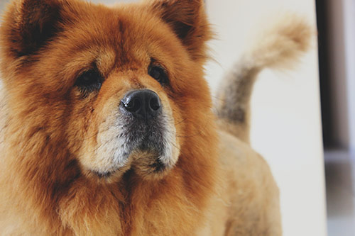 100 Nombres para perros Chow Chow- Hembras