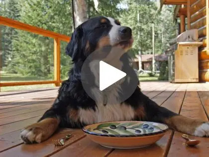 Video de los perros pueden comer cacacuates